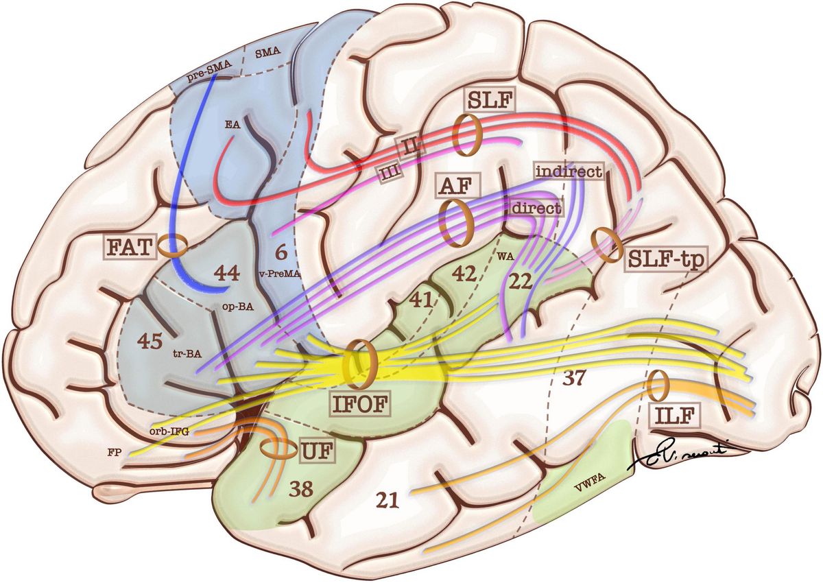 The Brain's Interdependence